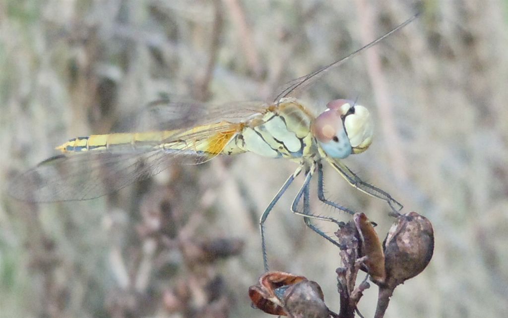 Sympetrum fonscolombii femmina